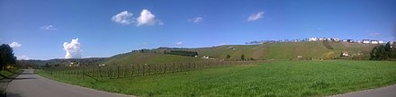 Remich is surrounded by vineyards