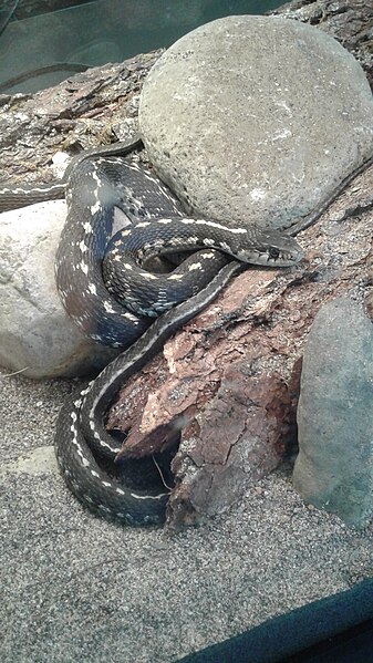 File:Western Terrestrial Garter Snake.jpg