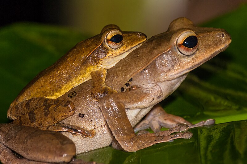 File:Western Treefrogs.jpg