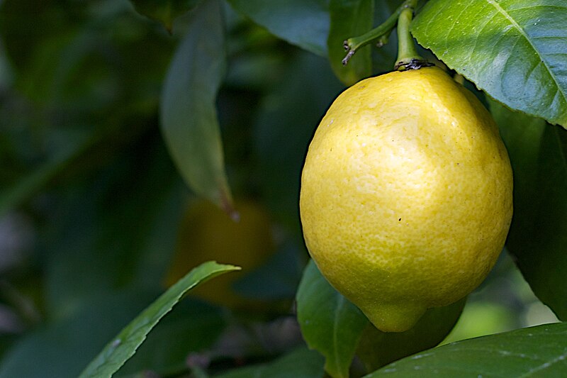 File:When Life Gives You Lemons.jpg