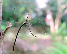 Spider Chatswood.JPG