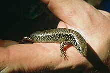 Whitaker's Skink jonli ravishda qo'lda ushlab turilgan.jpg