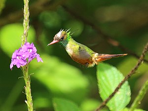 White-headed elf ♂