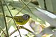 White-spectacled Warbler Nimachen Sikkim 04.11.2014.jpg