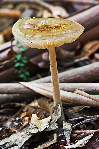 <i>Xerula australis</i> Species of fungus