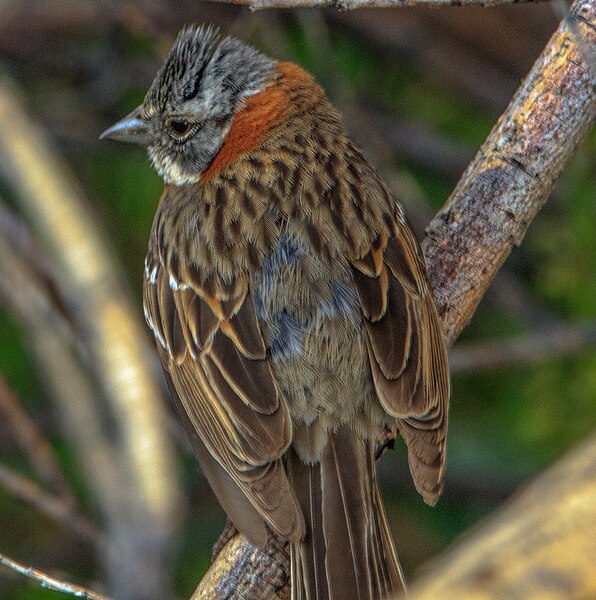 File:Wildlife in and around Reserva Laguna Nimez in El Calafate, Argentina - Rufous collared Sparrow (Zomotricihia capensis) - (25160439726).jpg