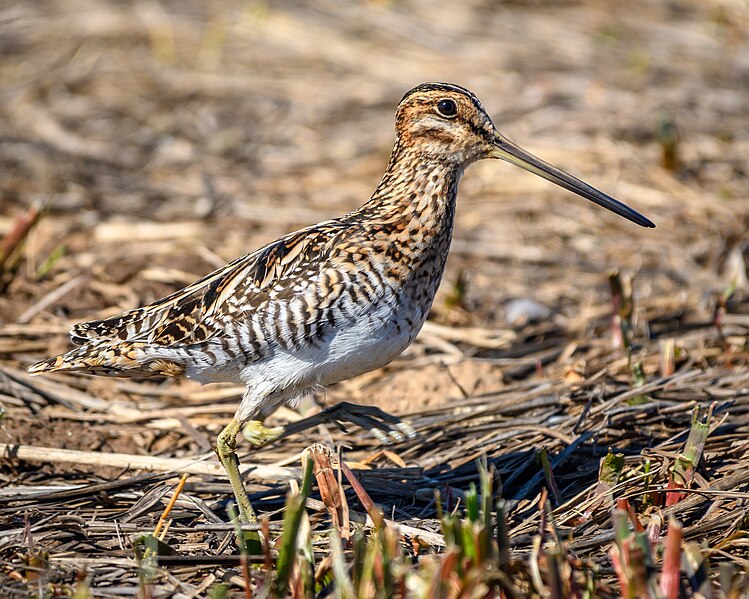 File:Wilson's Snipe (39944690794).jpg