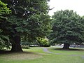 The oldest known English elms in the UK, the 'Preston Twins', Brighton, 2008