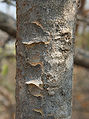 Wrightia tinctoria trunk in Hyderabad, India.