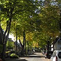 Lindenallee an der Goerdelerstraße