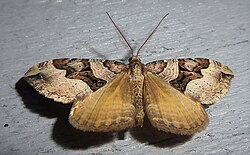 Xanthorhoe semifissata 179333404.jpg