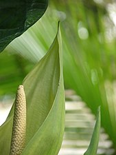 Arrowleaf elephant ear (Xanthosoma sagittifolium)