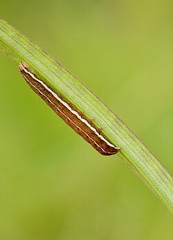 Lagarta de Xylena solidaginis se alimentando de Dactylorhiza russowii, pântano de Niitvälja, noroeste da Estônia. Ela é encontrada na maior parte da Europa, exceto na Península Ibérica, Irlanda, Islândia e na parte oeste e sul da Península Balcânica. É encontrada principalmente em terrenos pantanosos, em florestas mistas úmidas, bem como em áreas de tundra e taiga. (definição 2 754 × 2 754)