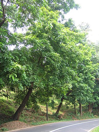 <i>Xylia xylocarpa</i> Species of legume