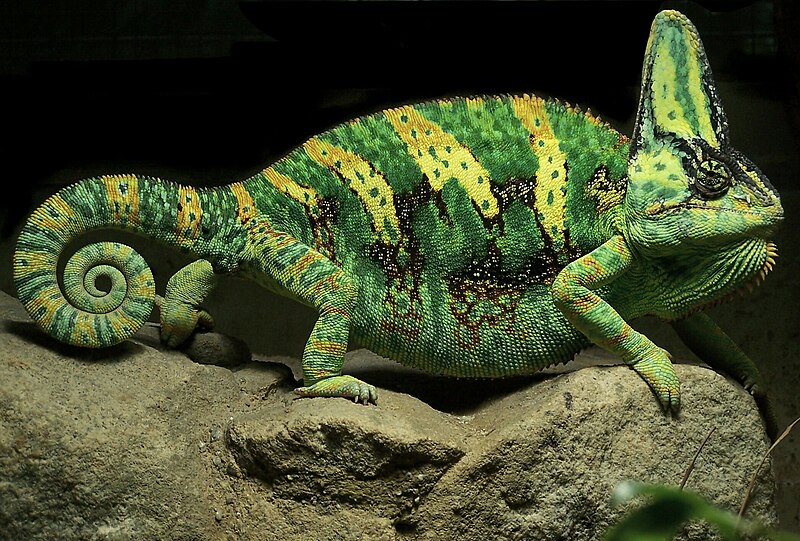 File:Yemen Chameleon (cropped).jpg