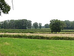 Parcelles géométriques séparées par des haies rectilignes dans la Brande des Landes, à Lussat.