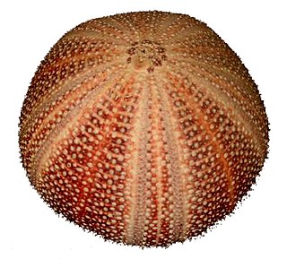 <span class="mw-page-title-main">Ambulacrum (anatomy)</span> Physiological characteristic of echinoderms