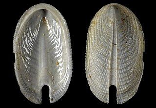 <i>Zeidora clypeata</i> Species of gastropod