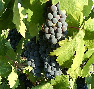 Zinfandel Zinfandel grapes.jpg