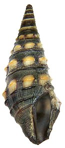 Zonulispira cf. grandimaculata (Adams, 1852) (4887764447) .jpg