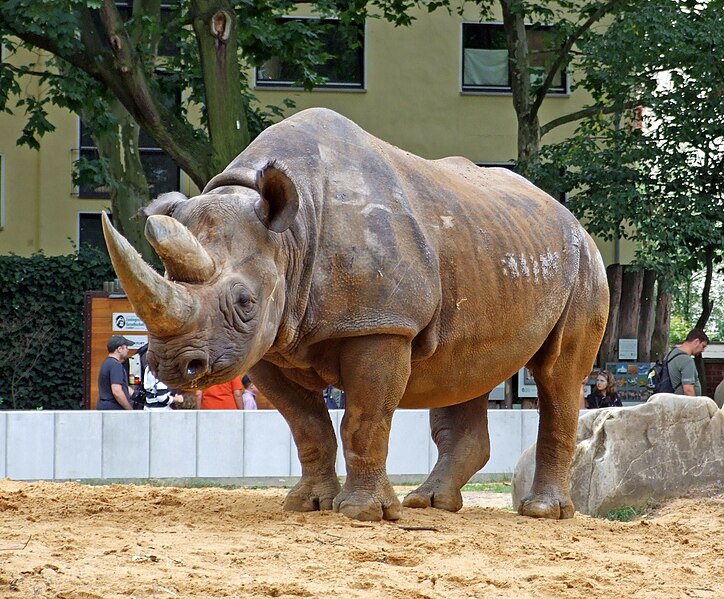 File:Zoo-nashorn-ffm003.jpg