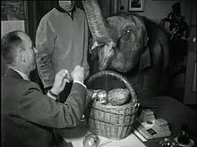 File: `` Paasolifant '' in Artis-522839.ogv