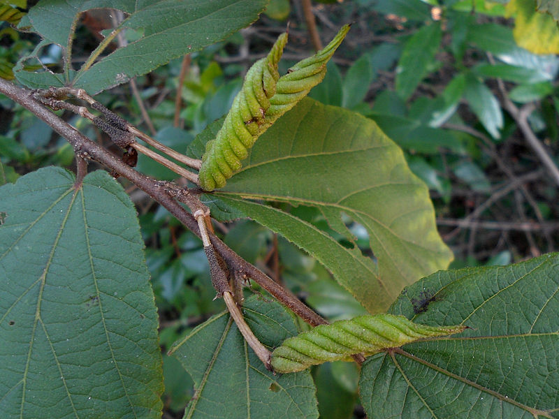 File:(Helicteres isora) East Indian screw tree seed at Kambalakonda 06.JPG