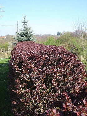 Barberry hedge in early spring in Croatia