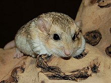 Жирнохвостая песчанка (Pachyuromys duprasi), Fettschwanz-Rennmaus, Gerbil cu coadă grasă, 06.03.2010.jpg