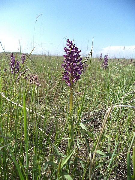 File:На орхідному полі.JPG