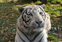 Tigre Blanc Wikipedia