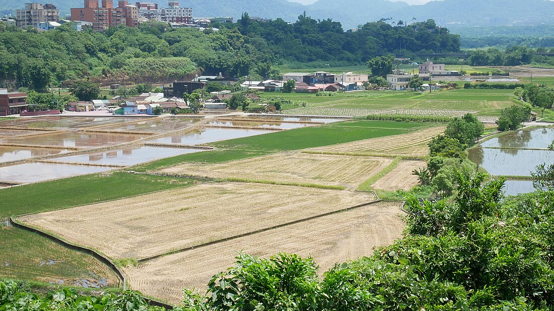 田心子 (桃園市大溪區)