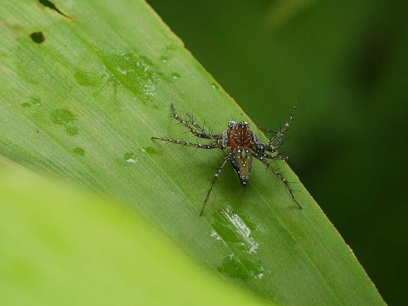 File:... spider -- lynx spider (3822936611).jpg