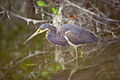 Purpurreiher, Sanibel Island, Florida 1993