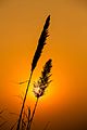 1125 Grass Flowers with Sunset - Khao Kho National Park, Phetchabun, Thailand.jpg