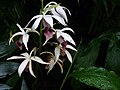 Phaius tankervilleae, Chmee2