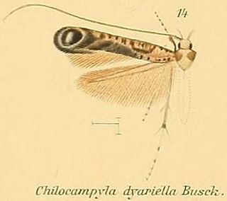 <i>Chilocampyla dyariella</i>