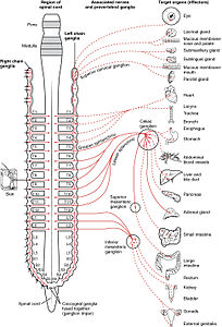 1501 Connections of the Sympathetic Nervous System.jpg