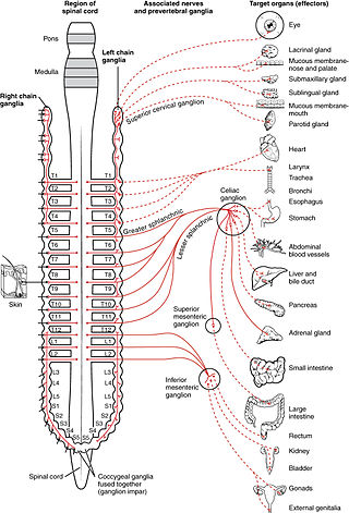 <span class="mw-page-title-main">Sympathetic nervous system</span> Part of the autonomic nervous system which stimulates fight-or-flight responses