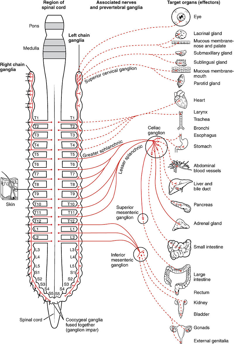 autonomic nervous system receptor chart