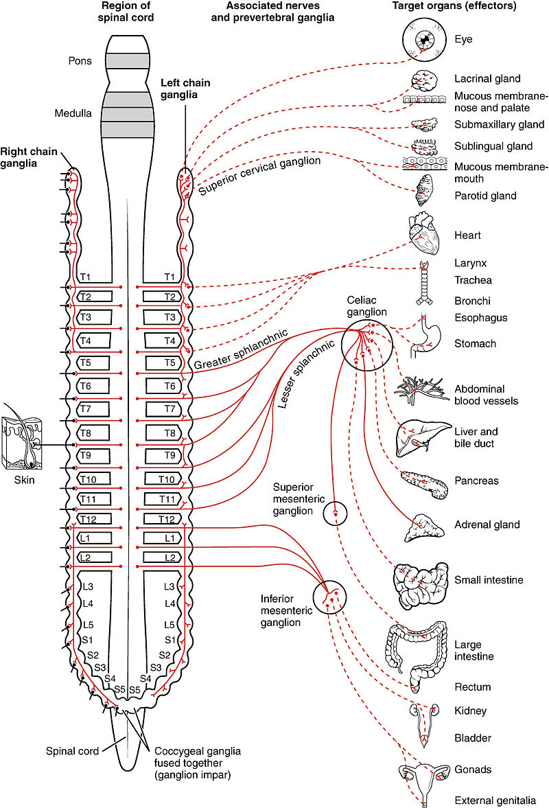 sympathetic nervous system fight or flight