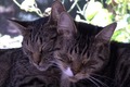 "2010-09-13_Two_tabby_cats_sleeping_together.tiff" by User:Specious