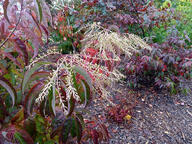 File:20101025 UBCBG OxydendrumArboreum Cutler P1050654.jpg