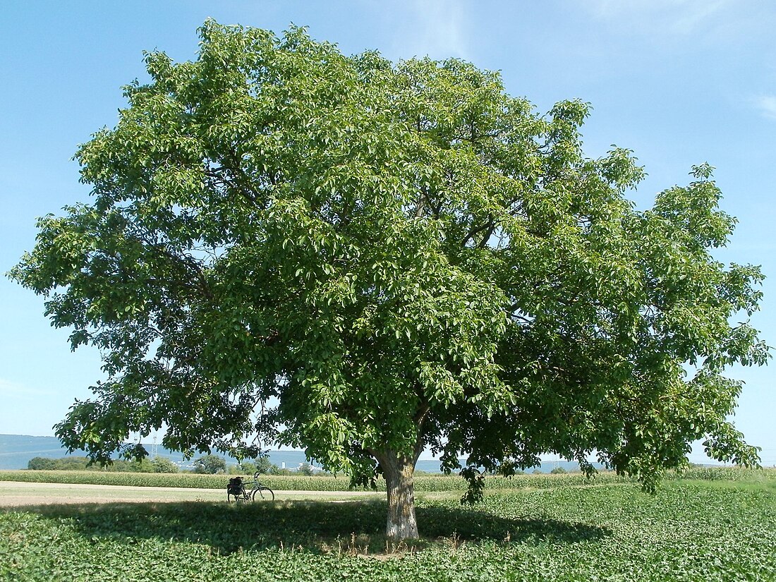 Juglans regia