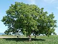 Miniatura para Juglans regia