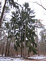 Picea abies (Gemeine Fichte)