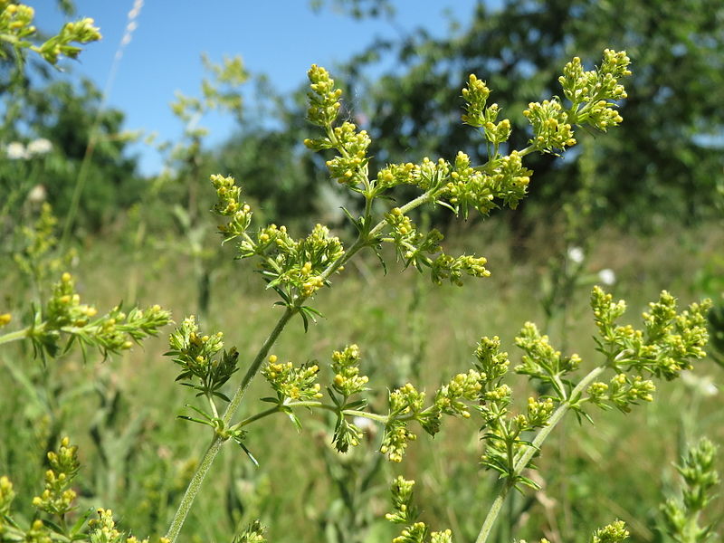 File:20140613Galium verum.jpg