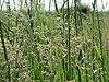 Meadow grass heads and stalks