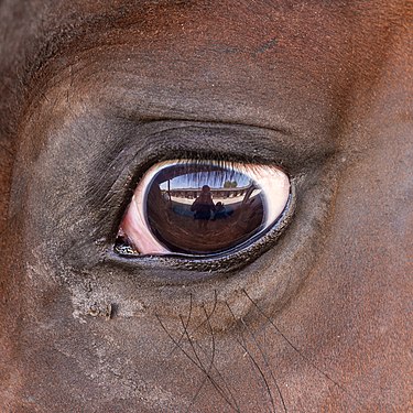 Fotograf spiegelt sich in Pferdeauge Photographer is reflected in horse eye