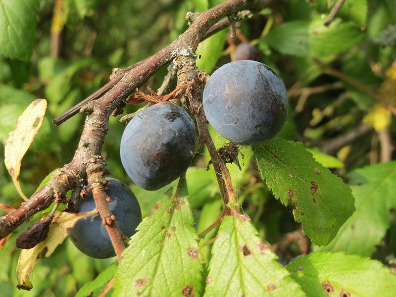 File:20160818Prunus spinosa1.jpg